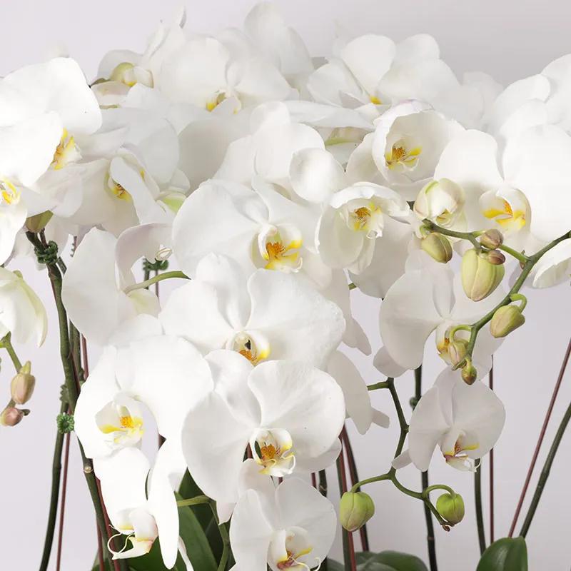 10 Stems White Orchids in Large Pot