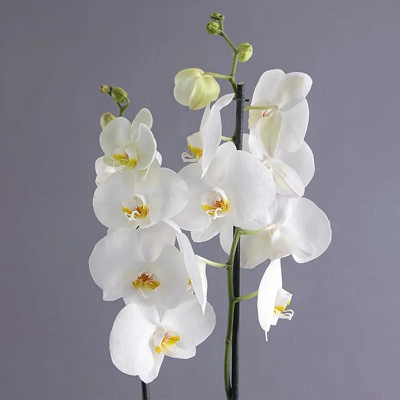 2 Stem White Orchid Plant in Square Vase