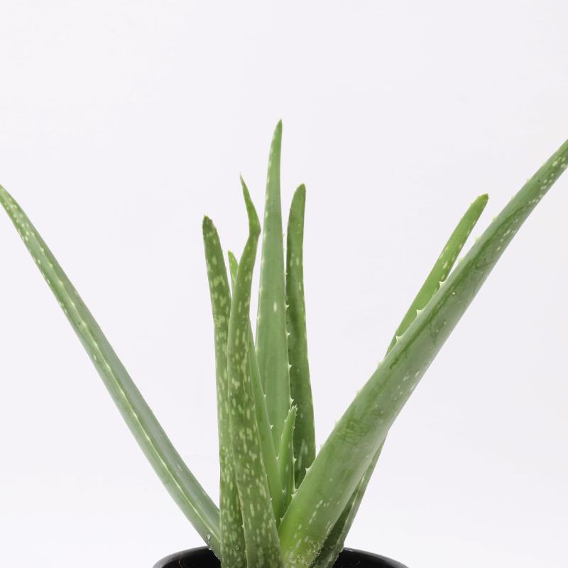 Aloe Vera Plant in Black Pot