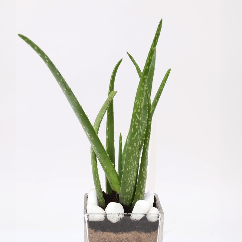 Aloe Vera Plant in Glass Vase
