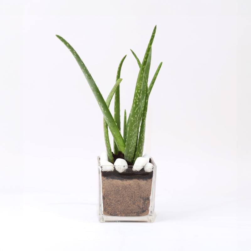 Aloe Vera Plant in Glass Vase