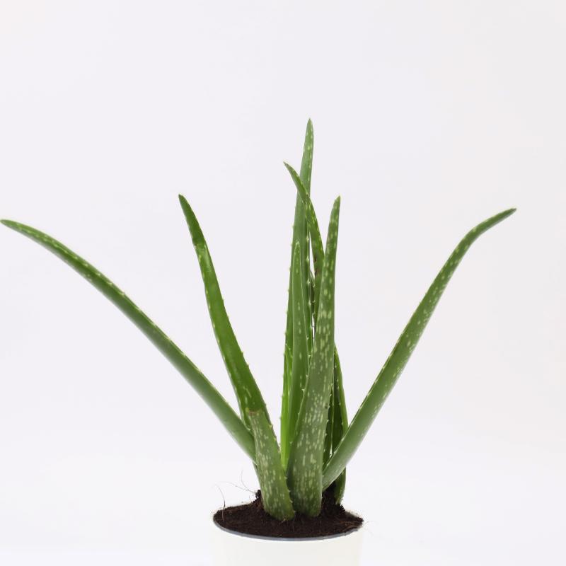 Aloe Vera Plant in White Pot