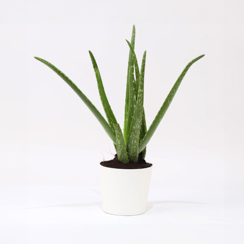 Aloe Vera Plant in White Pot