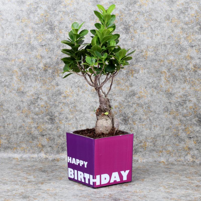 Birthday Bonsai Chocos