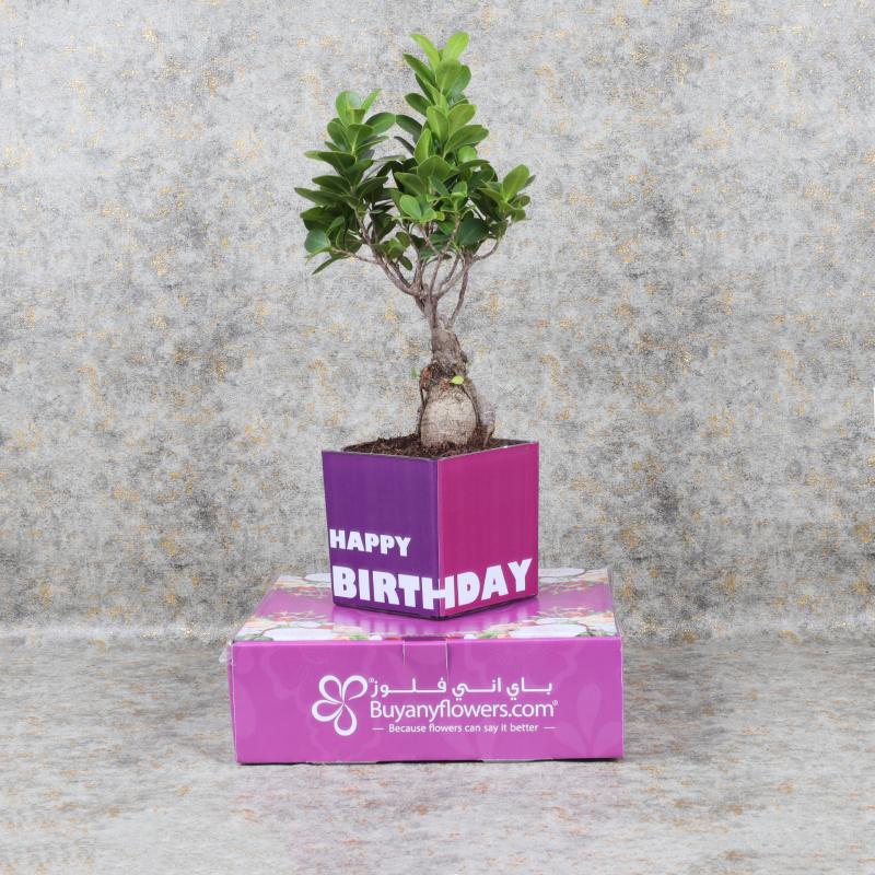 Birthday Bonsai Plant