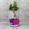 Birthday Bonsai Plant