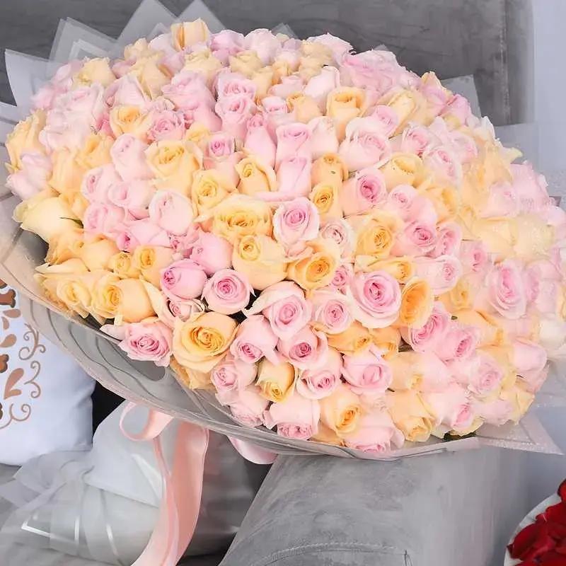 Care 251 Pink and Peach Roses