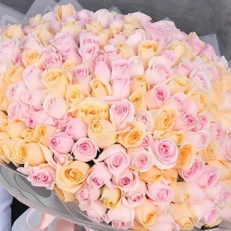 Care 251 Pink and Peach Roses