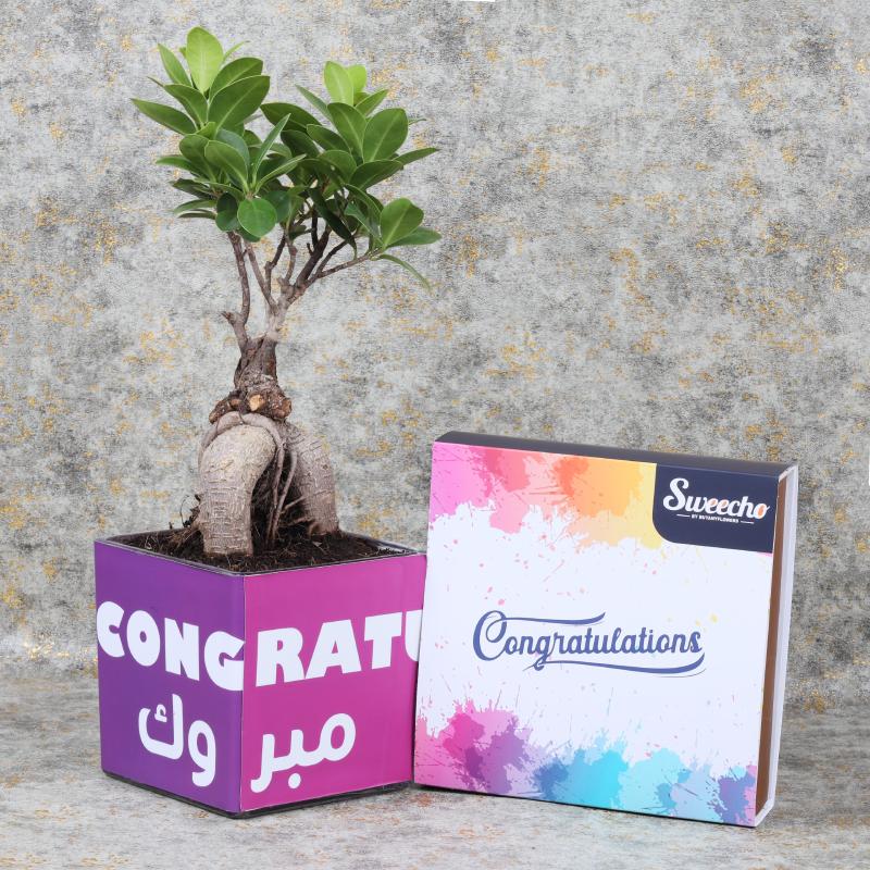 Congratulations Bonsai Plant Chocos