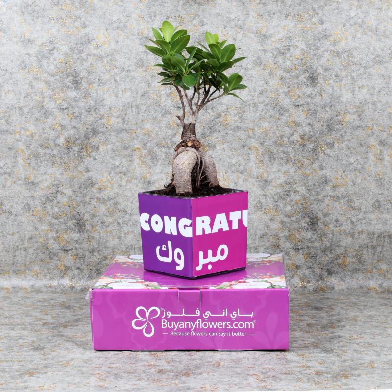 Congratulations Bonsai Plant Chocos