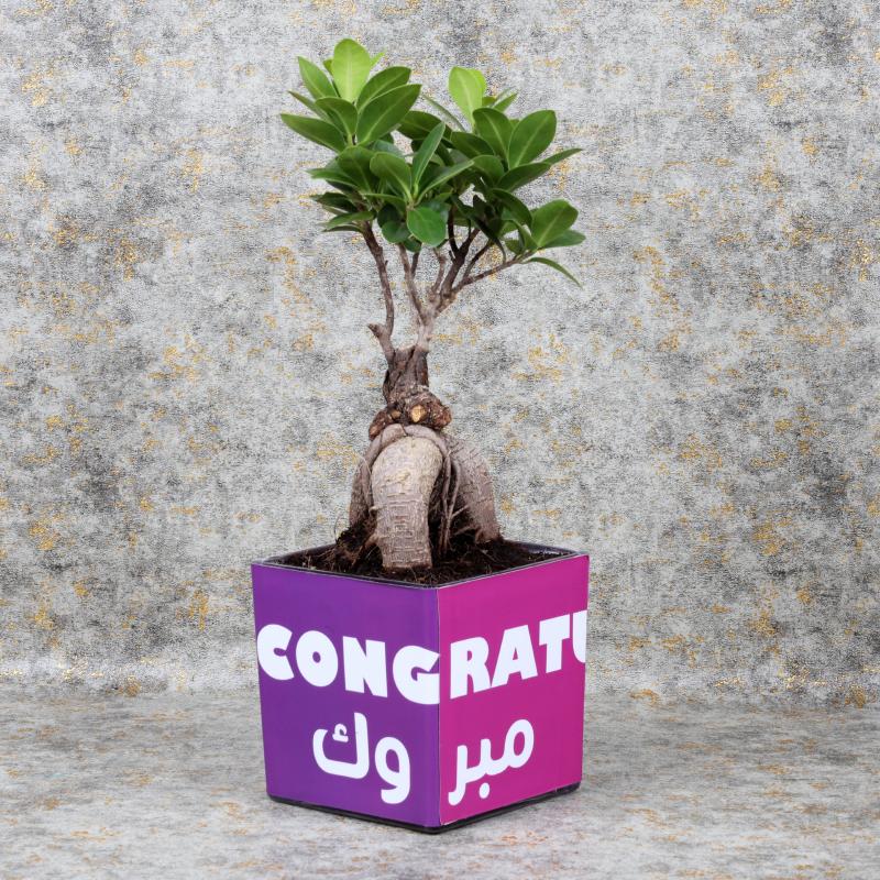 Congratulations Bonsai Plant Chocos