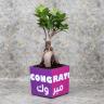 Congratulations Bonsai Plant