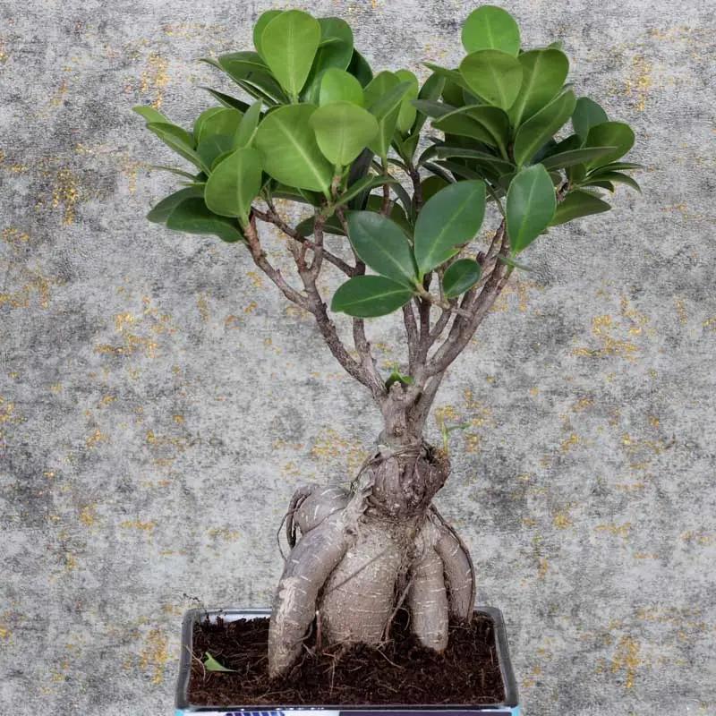 Fathers Day Bonsai Plant