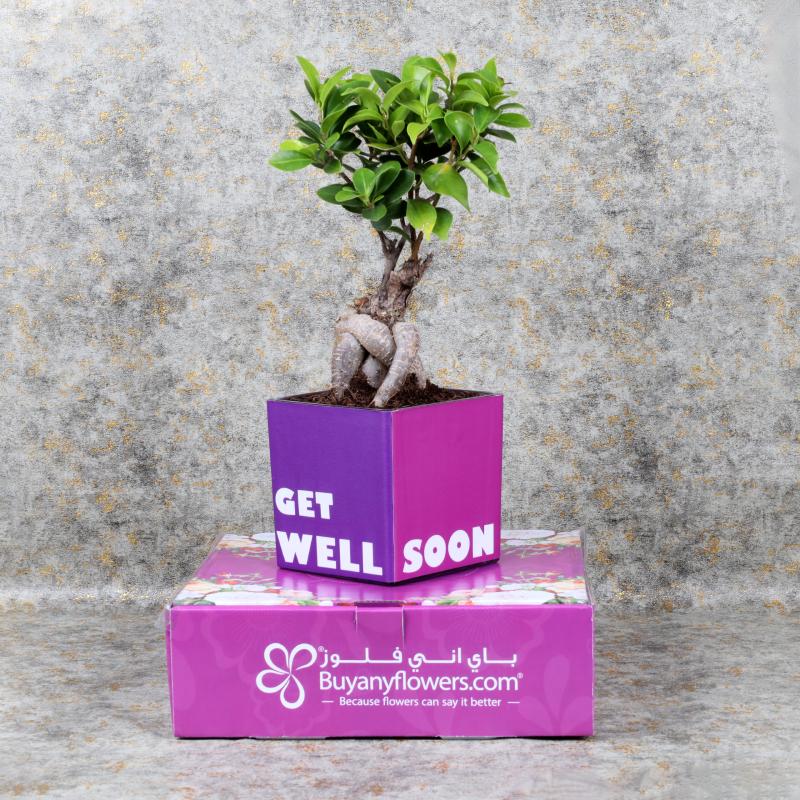 Get Well Bonsai Plant