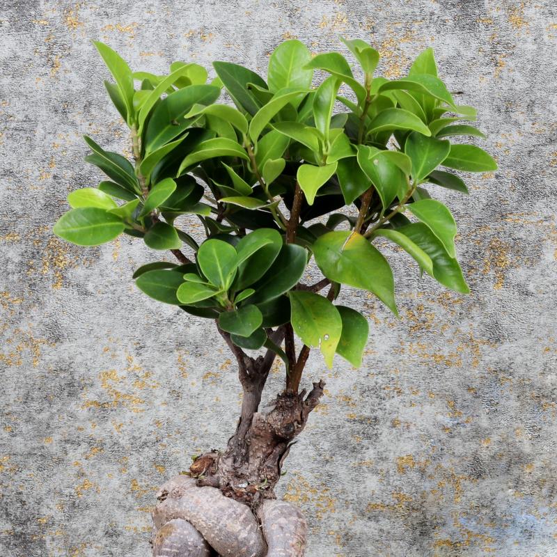 Get Well Bonsai Plant