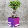 Get Well Bonsai Plant