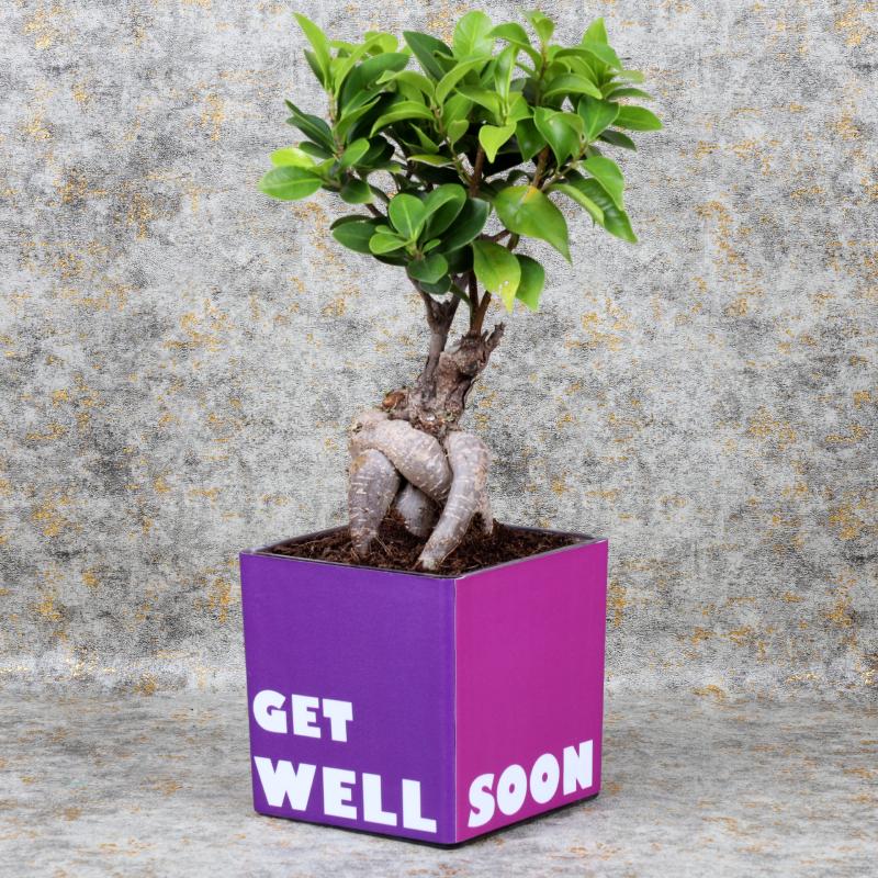 Get Well Soon Bonsai Chocos