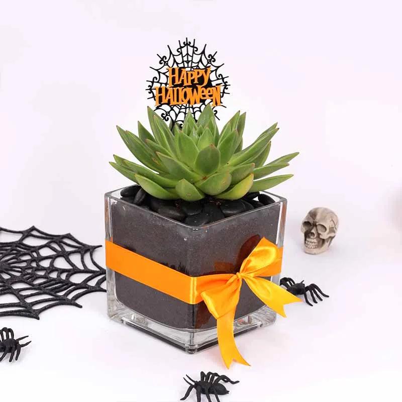 Halloween Echeveria Plant