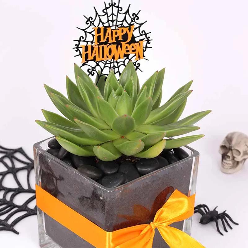 Halloween Echeveria Plant