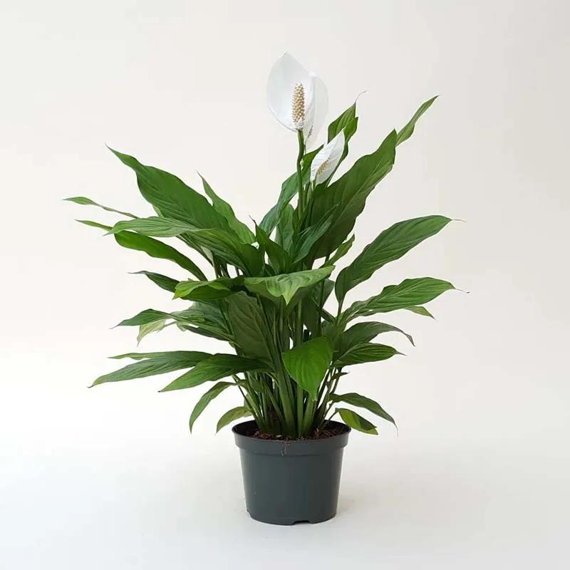 Peace Lily Plant