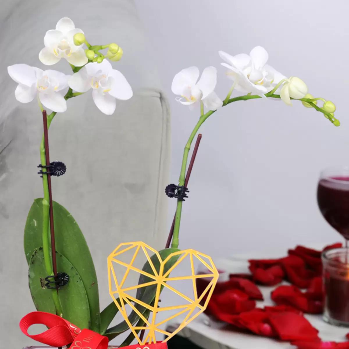 Valentine 2 Stem Mini White Orchid Plant