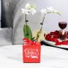 Valentine 2 Stem Mini White Orchid Plant